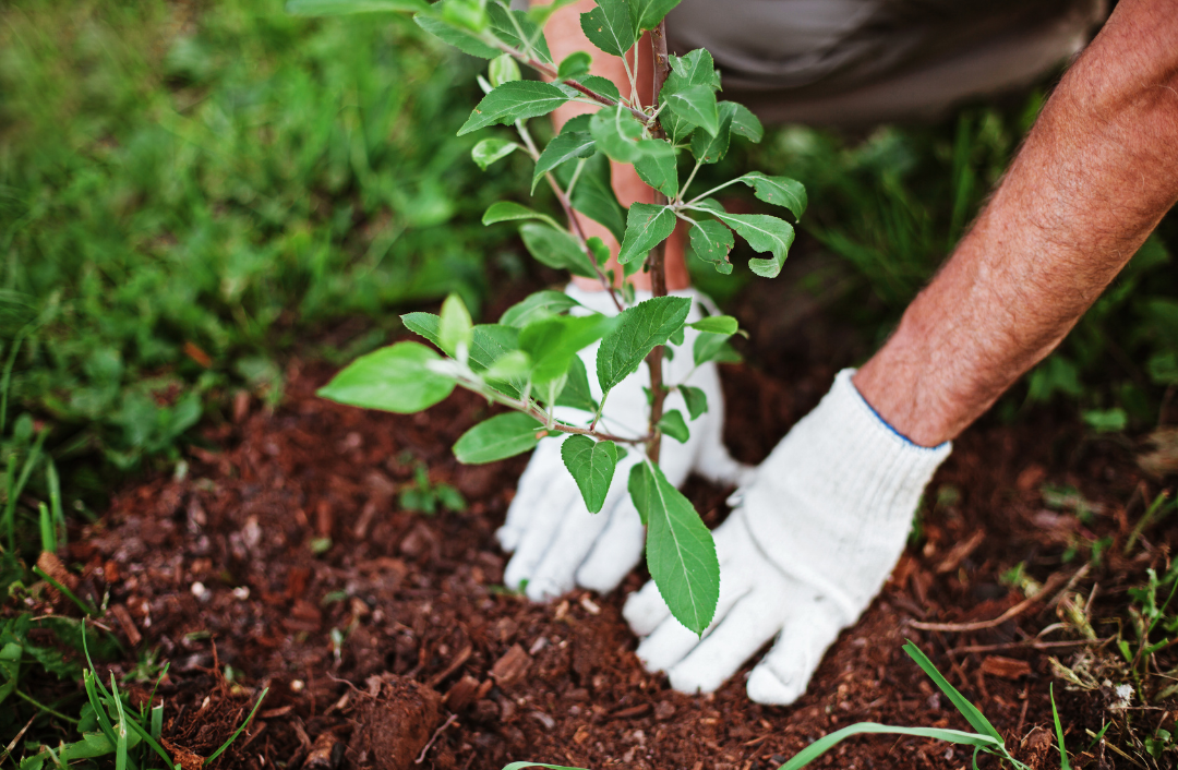 Growing Your Own Food: Gardening Tips and Tricks for a Bountiful Harvest