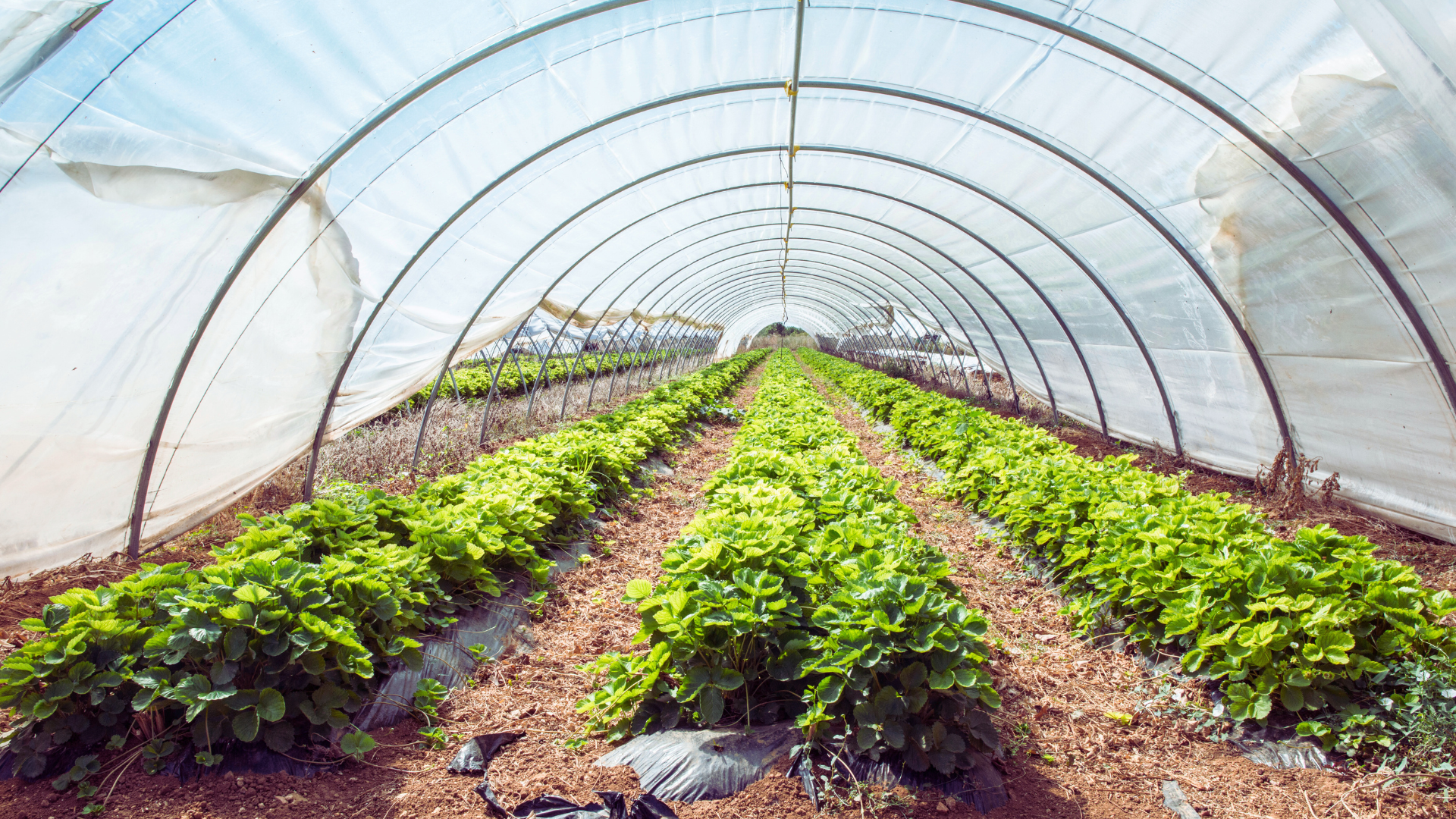 Greenhouse Farming for Year-Round Crops: Maximising Yield and Sustainability