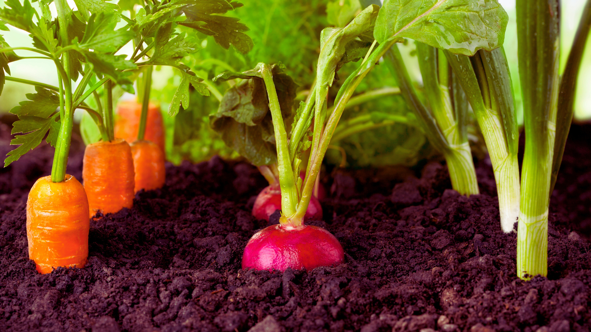 Organic Vegetable Gardening Tips: Essential Techniques for a Thriving Garden