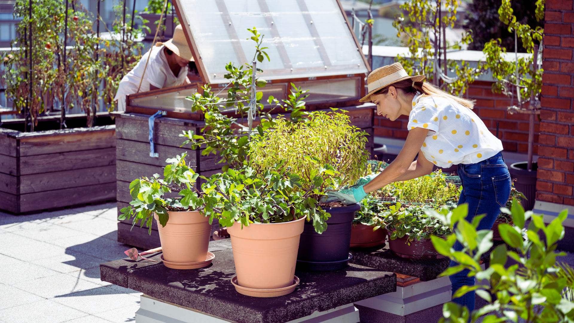 Urban Farming for Small Spaces: Maximising Yield in Limited Environments