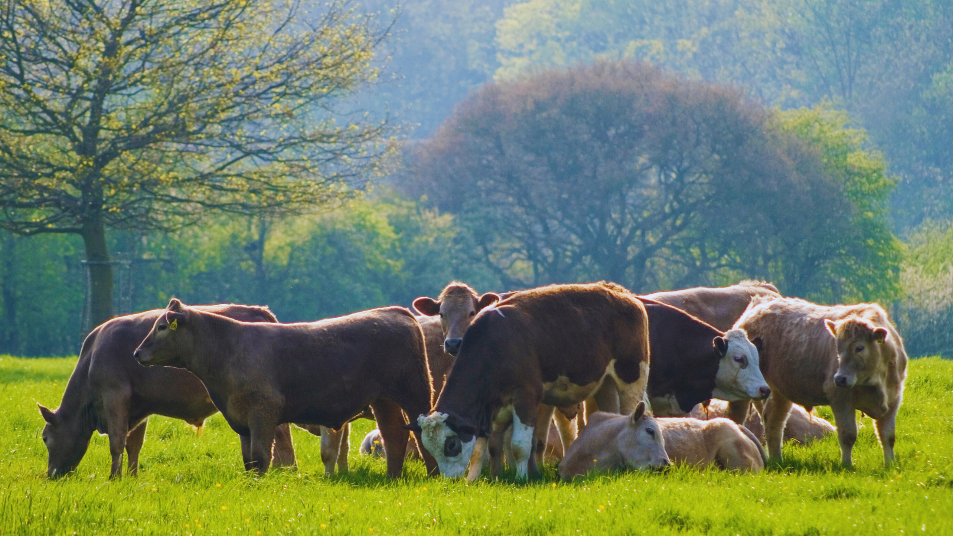 How to Combine Livestock and Crops for Better Farming Practices