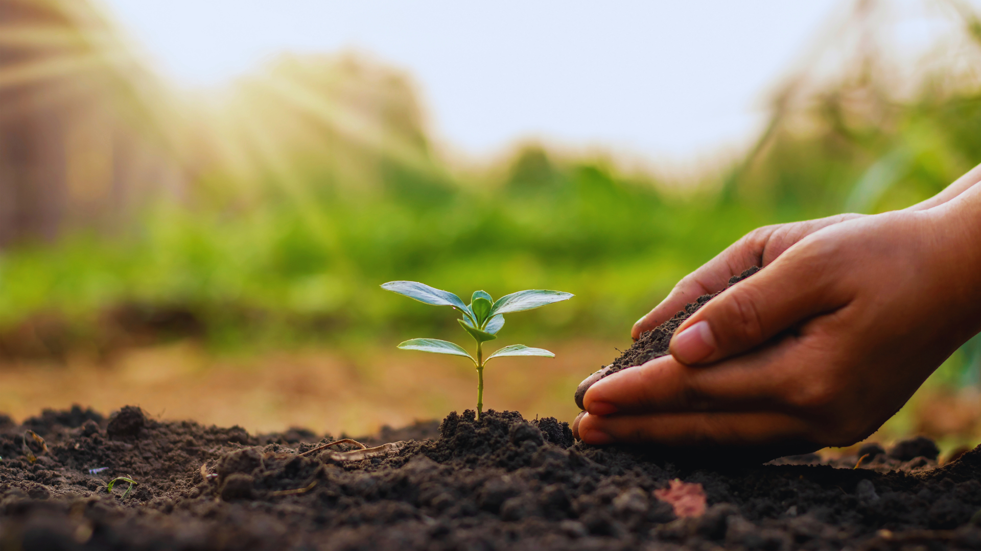 Tips for Improving Your Soil: Essential Strategies for Healthy Gardens