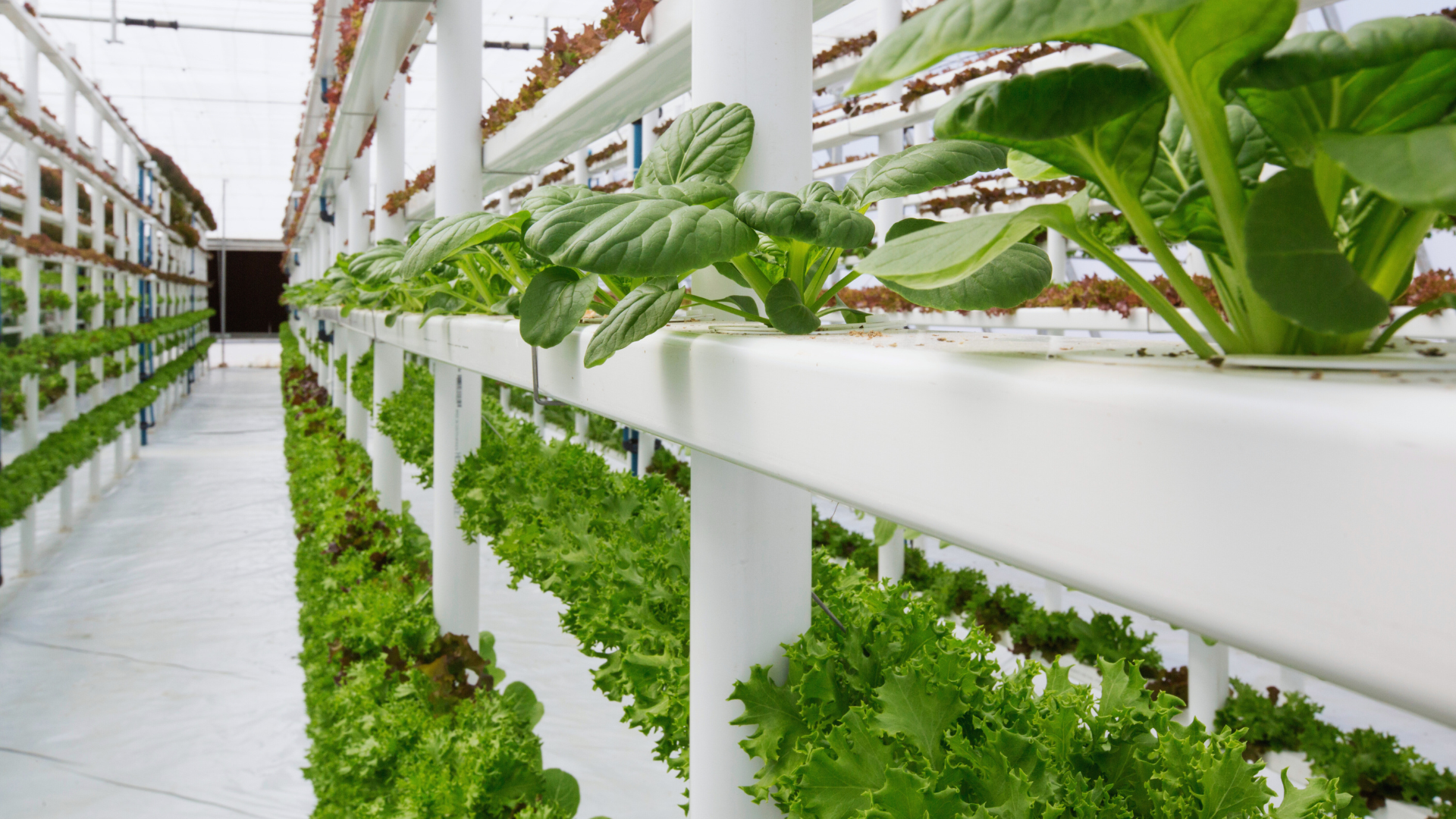 What is Vertical Farming? Exploring Agricultural Techniques for Sustainable Food Production