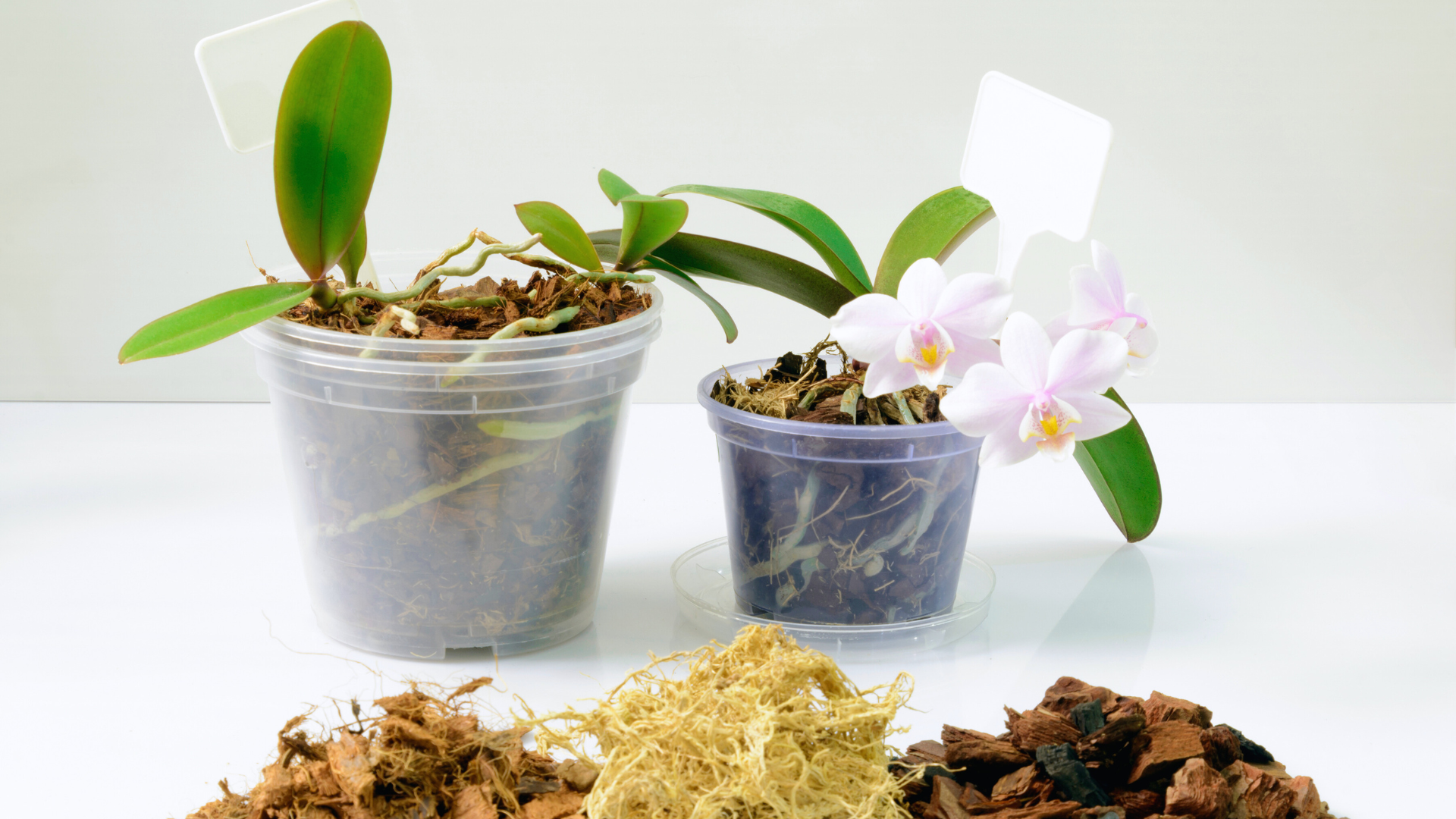 How Herbal Remedies Can Grow in Your Backyard: A Practical Guide to Cultivating Medicinal Plants