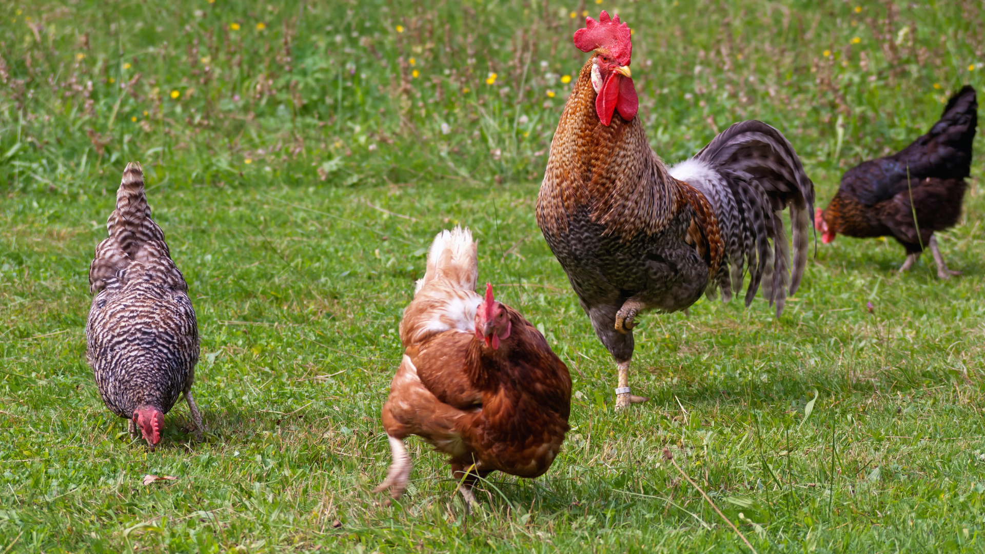 Why Chickens Are Great For A Regenerative Garden: Benefits And Practical Tips